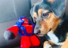 How to handle fights between dogs