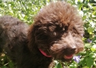 Should dogs be sterilized?