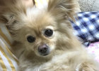 How to cut your dog's nails at home