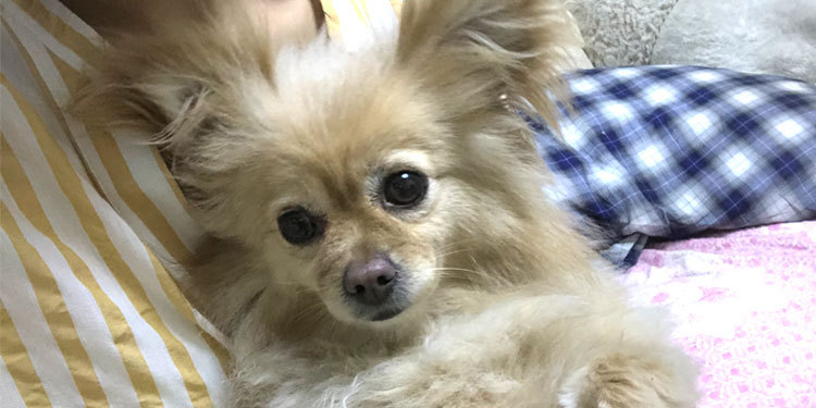 How to cut your dog's nails at home