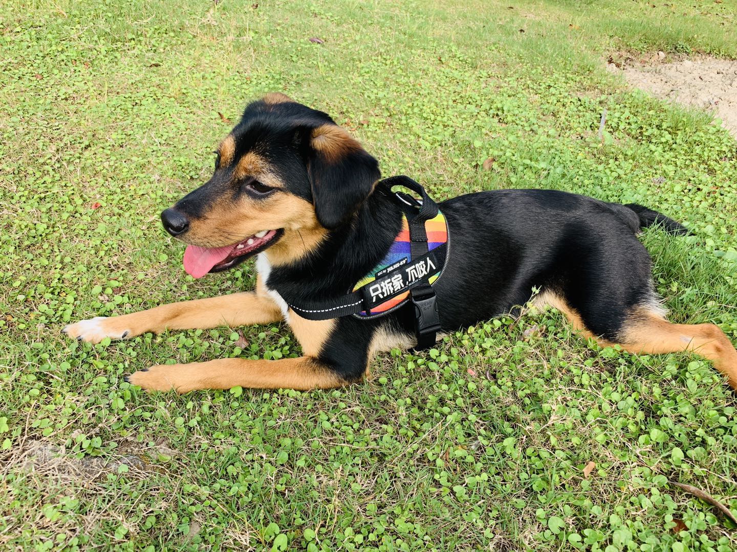 图片1