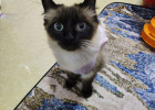 Meow's Sterilization Chapter-New Shoppers