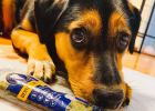 Correct the bad habit of dogs eating indiscriminately
