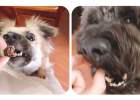 Don't panic when the dog vomits! Let's see what you vomited first