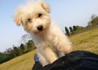 What are the manifestations of small infections in dogs? How to care after healing?