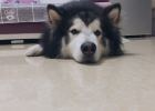 Sharing of experience in male dog neutering cryptorchidism