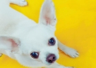 Chihuahua kiki vomiting experience sharing ~