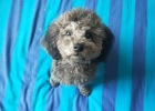 What should I do if my dog has bad breath during the tooth replacement period?