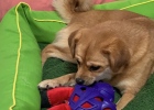 Dog vomiting should be paid attention to, and the cause should be easily solved
