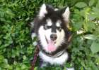 Pet vaccines vaccination sharing