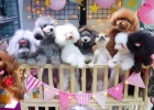 Share those things about pet vaccinations