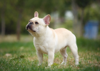Fadou Acupuncture Treatment Sharing-Dogs have difficulty walking in limbs, is it light paralysis after examination?