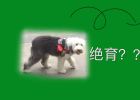 Is neutering a dog really harmful?