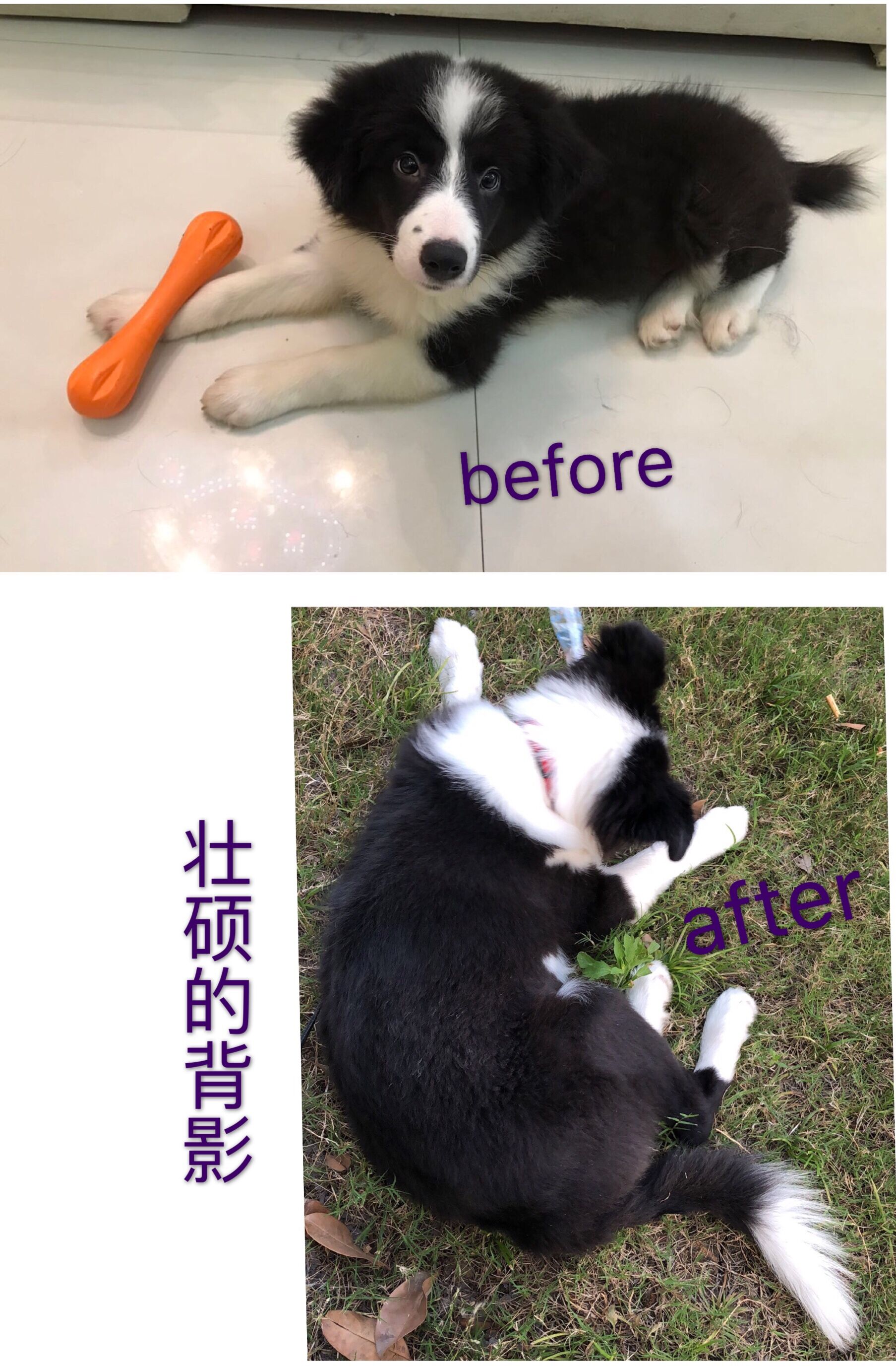 图片1