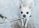 Dental calculus removal tool helps healthy dog's mouth ~