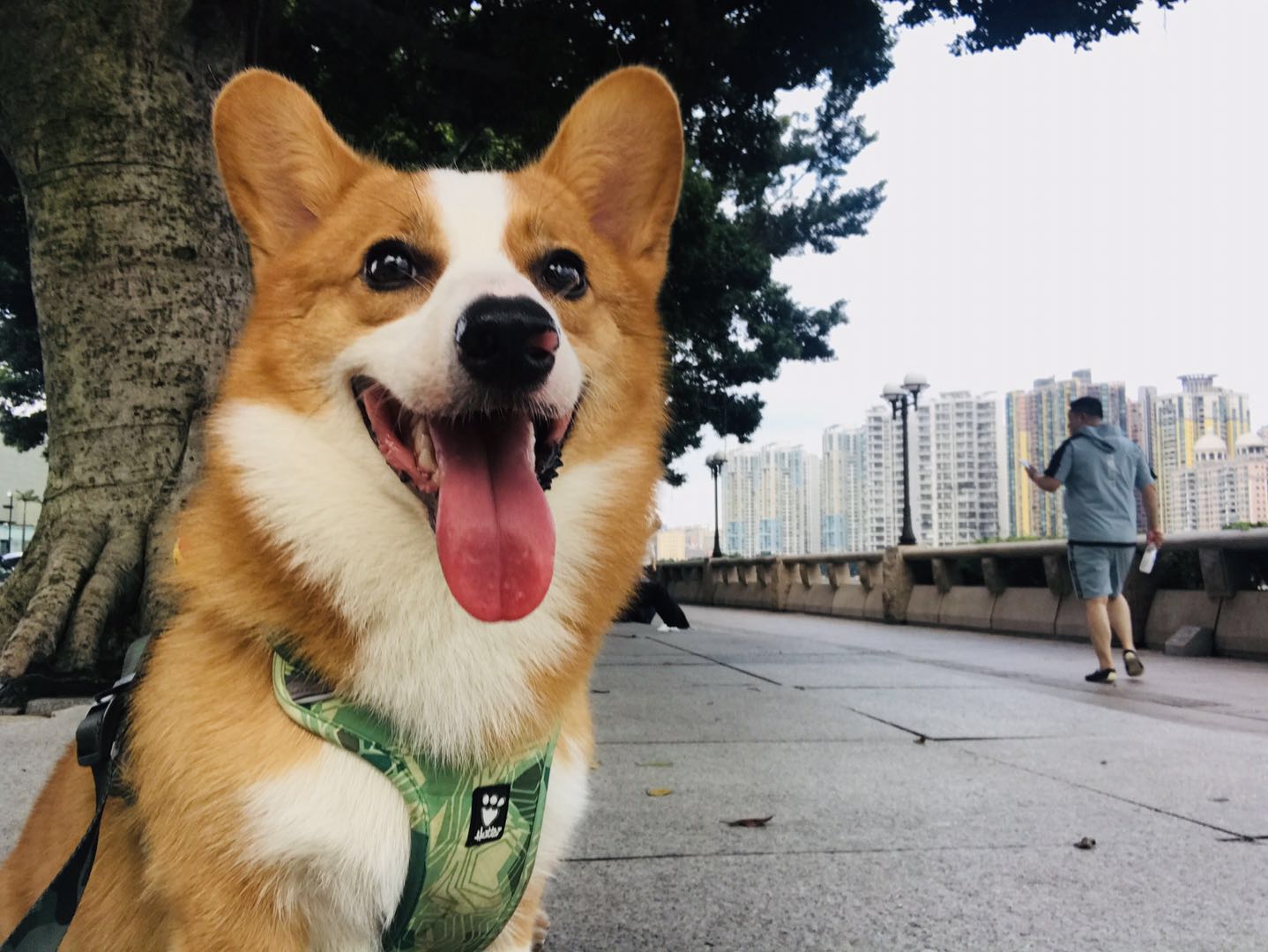 图片1