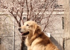 I don't know if spring is over, but some dogs are pregnant.