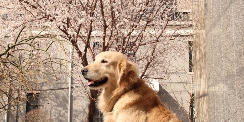 I don't know if spring is over, but some dogs are pregnant.