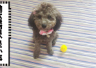 Dog colds also distinguish between wind and heat, teach you how to identify and treat them