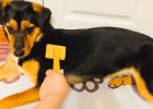 Short-haired dogs don't worry about hair loss season. 5 steps to solve the problem of hair loss