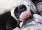 Nursing experience during pregnancy: Little Border Shepherd Doggy's life record during pregnancy