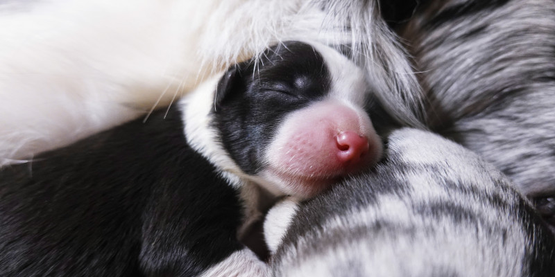 Nursing experience during pregnancy: Little Border Shepherd Doggy's life record during pregnancy