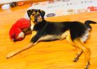 How to correct the problem of "defecating and defecating everywhere" when a dog is adopted at home?