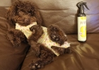 Pet nests, clothes, toys, it will be too late if these places are not disinfected!