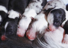 Production Chapter: Prenatal preparation and delivery record sharing for mother dog
