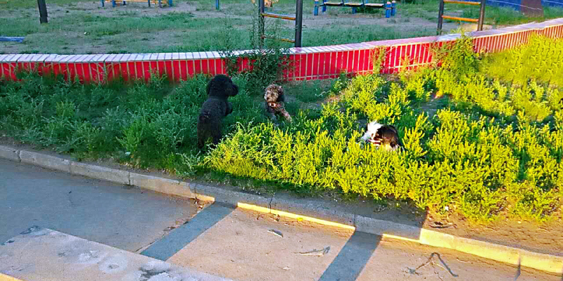 Grizzly bear social training: getting along with the same kind