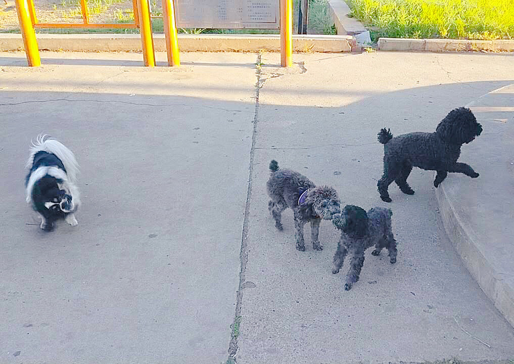 图片1