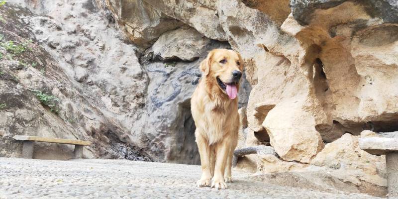 Dog fever treatment has not recovered for a week. Please avoid the trap if you choose a hospital!