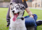Can I just give up when I buy "Dog of the Week"? There is a way to save it!