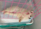 Stress reaction of dogs from Dalian to Shandong