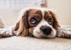 What is dog coronavirus? It may be the culprit of acute enteritis!