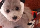 [Experience Sharing] What should I do if a dog has a cold and a fever?