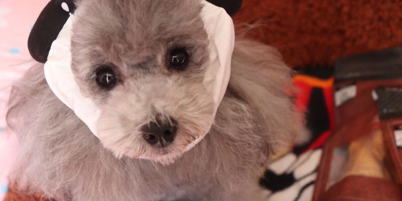 [Experience Sharing] What should I do if a dog has a cold and a fever?