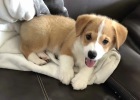 Preparation and maintenance experience of puppy dogs before arriving home