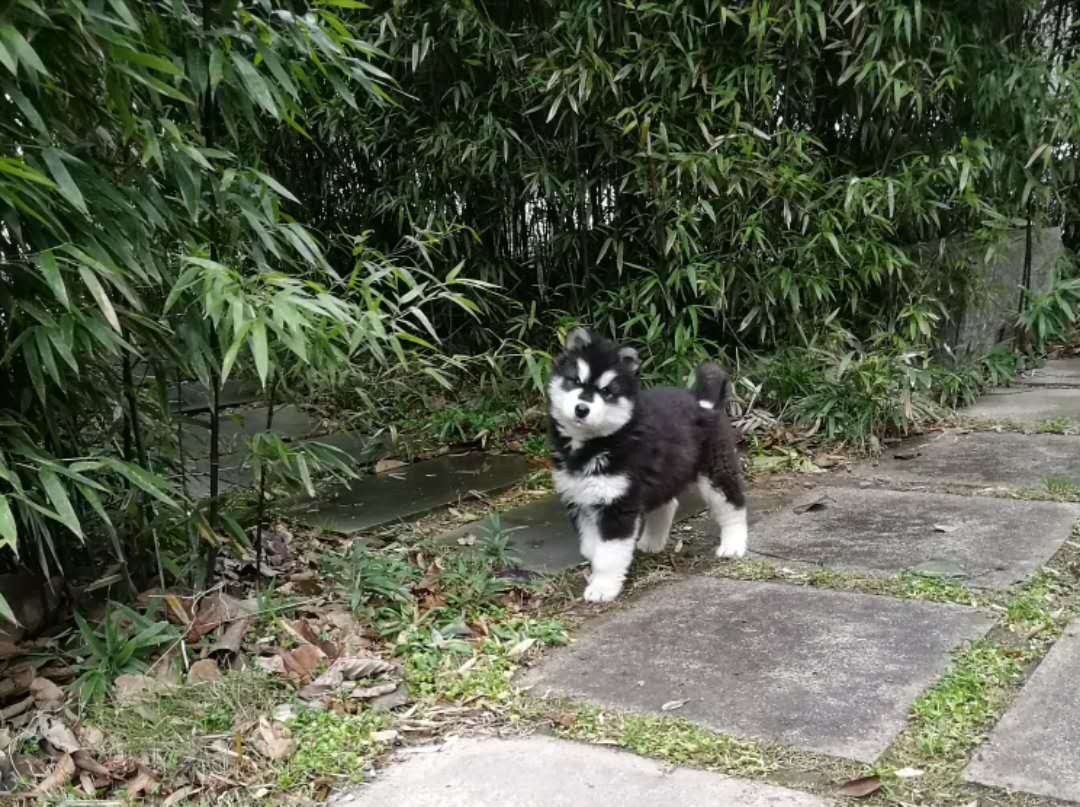 图片1