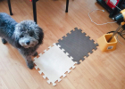 Grizzly bear social training with hair dryer desensitization