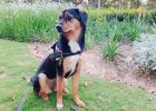 Dog's cold and fever are cured in 7 days. Share the whole process