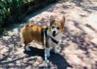 Dogs suddenly start tearing down homes? Maybe he is experiencing a tooth replacement period!
