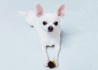 Dogs should not be careless when replacing their teeth. Please follow these precautions