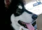 Dog leash desensitization training