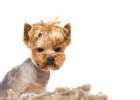 It's not just programmers who get hair loss, but also your little cute! (Part 1)