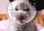 [Experience Sharing] How can pregnant women and their families get along peacefully with dogs?