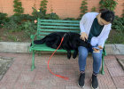 Experience sharing of Labrador's diarrhea after eating bad stomach and spending more than 790 yuan to cure it