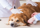 Dog Prevent Skin Disease 6 Ways, Each Very Important