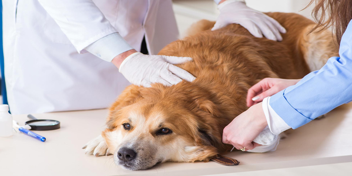Dog Prevent Skin Disease 6 Ways, Each Very Important