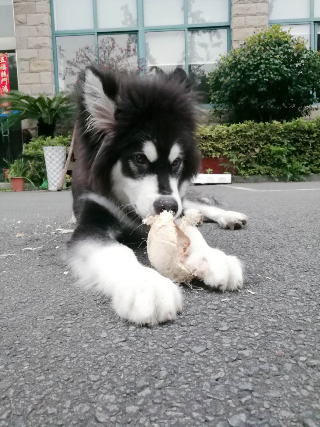 图片1